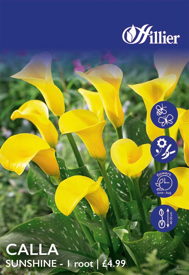 8718641998724 1 HS910 Calla Sunshine.jpg